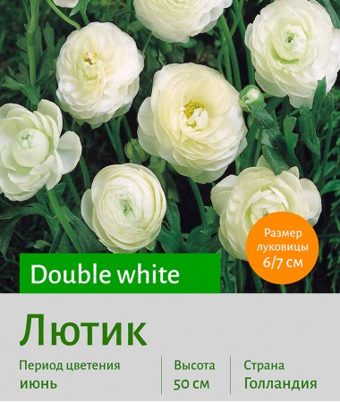  Лютик (Ranunculus) Double white